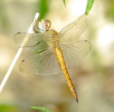 Wandering Glider