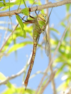 Giant Darner