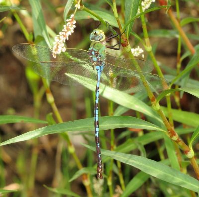 Giant Darner