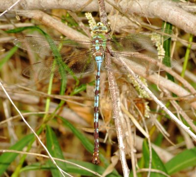 Giant Darner