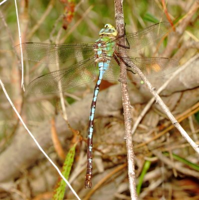 Giant Darner