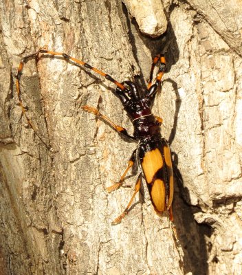 Long-Jawed Longhorn Beetle
