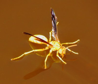 Yellow Paper Wasp