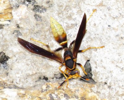 Polistes Comanchus ssp. Navajoe