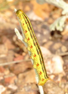White-Lined Sphinx Moth Caterpillar