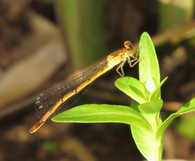 Painted Damsel