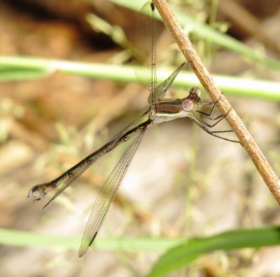 Great Spreadwing