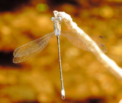 Great Spreadwing