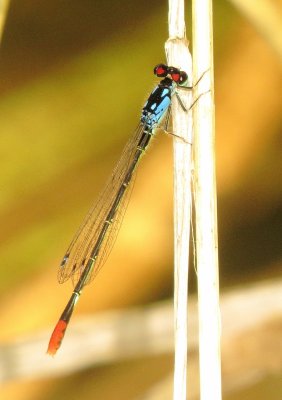 Painted Damsel