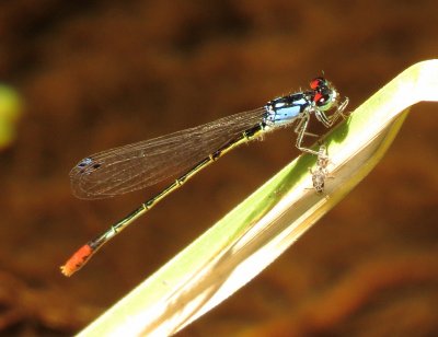 Painted Damsel