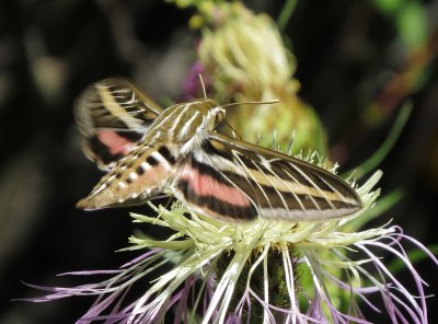 White-Lined Sphinx Moth