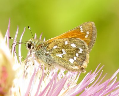 Apache Skipper