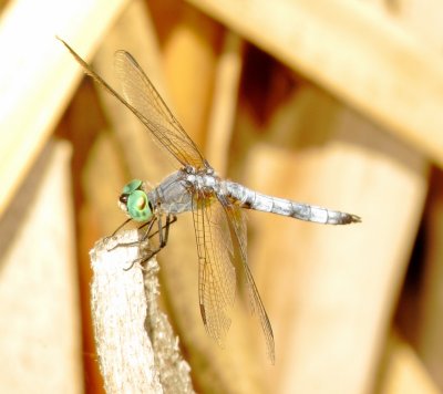 Blue Dasher