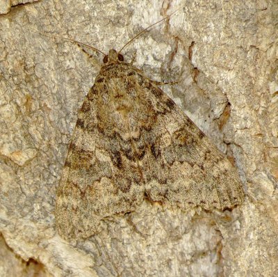 Joined Underwing Moth