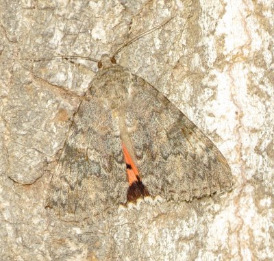Joined Underwing Moth