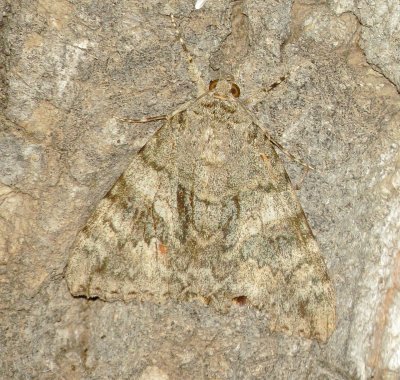 Joined Underwing Moth