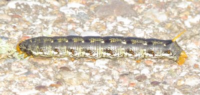 White-Lined Sphinx Moth Caterpillar