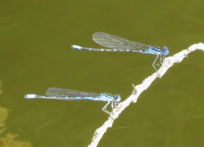 Blue-Ringed Dancer (above) and Familiar Bluet
