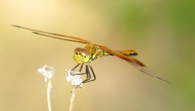 Band-Winged Meadowhawk