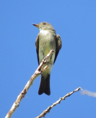 Western Wood Pewee