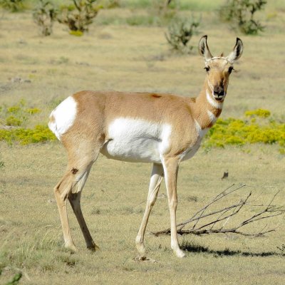Pronghorn