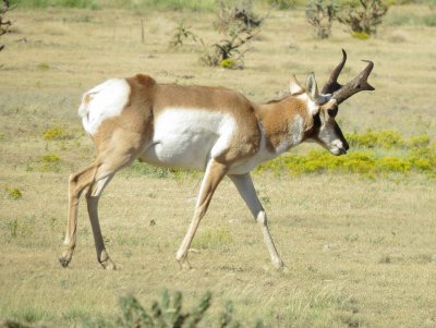 Pronghorn