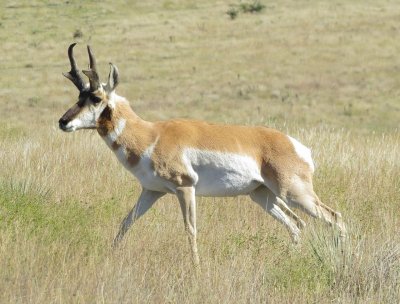 Pronghorn