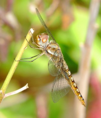 Wandering Glider