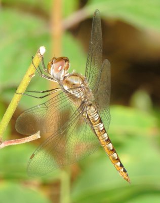 Spot-Winged Glider