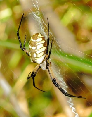 Yellow Garden Spider