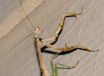 Mantis Species