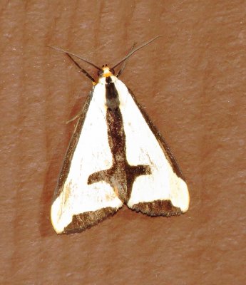 Clymene Moth