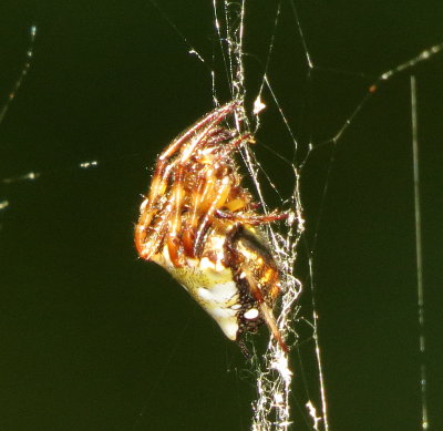 Arrowhead Orbweaver