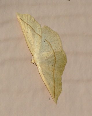 Confused Eusarca Moth