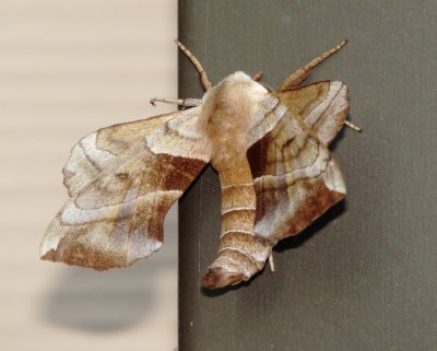 Walnut Sphinx Moth