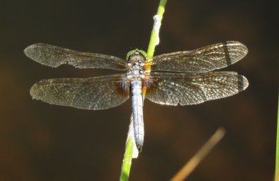 Blue Dasher