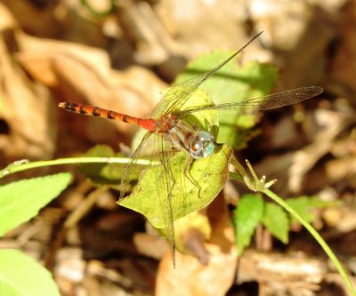 Blue-Faced Meadowhawk