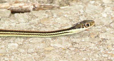 Western Ribbon Snake