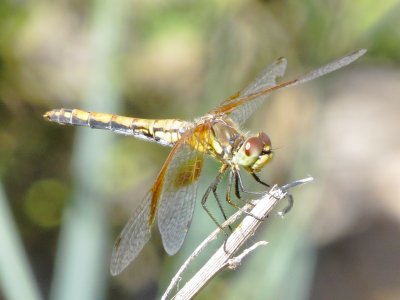 Band-Winged Meadowhawk