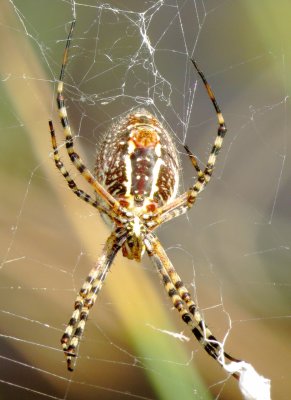 Banded Garden Spider