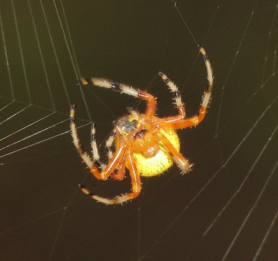 Marbled Orbweaver
