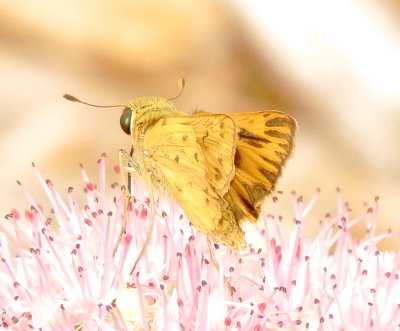 Fiery Skipper