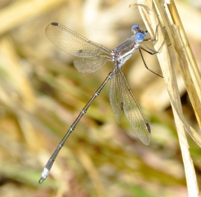 Great Spreadwing