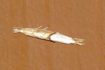 Unidentified Moth Species