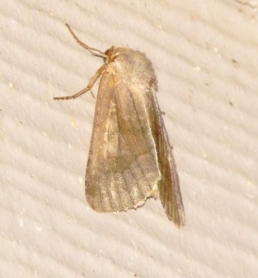 Unidentified Moth Species
