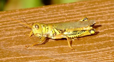 Differential Grasshopper