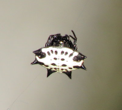 Spinybacked Orbweaver
