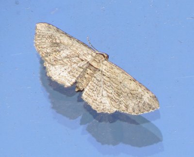 Geometer Moth Species