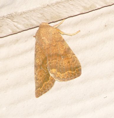 Bicolored Sallow Moth