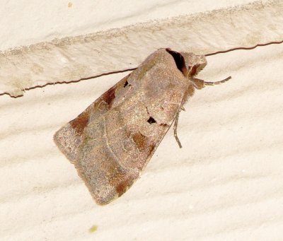 Pale-Banded Dart